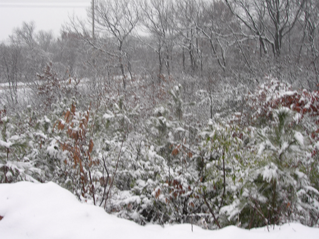 Snow_2006-006