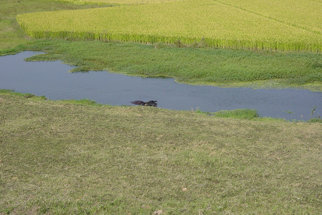 Random-018