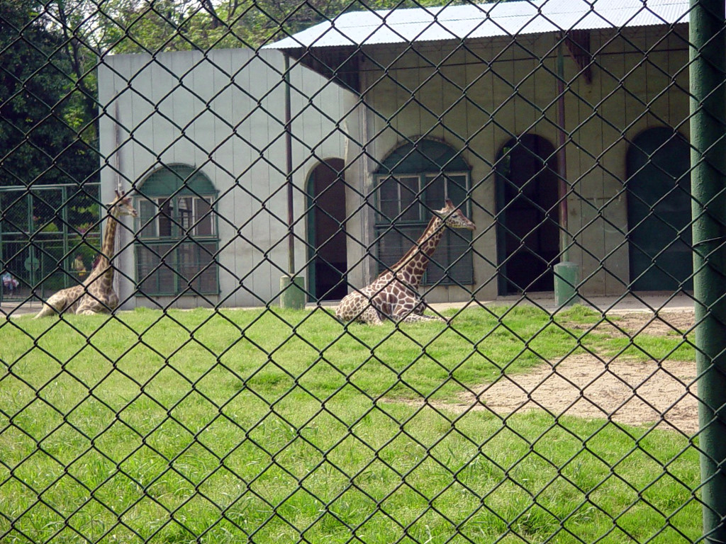 Zoo-001