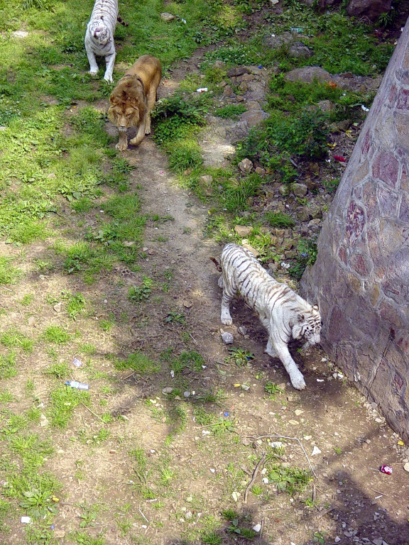 Zoo-003