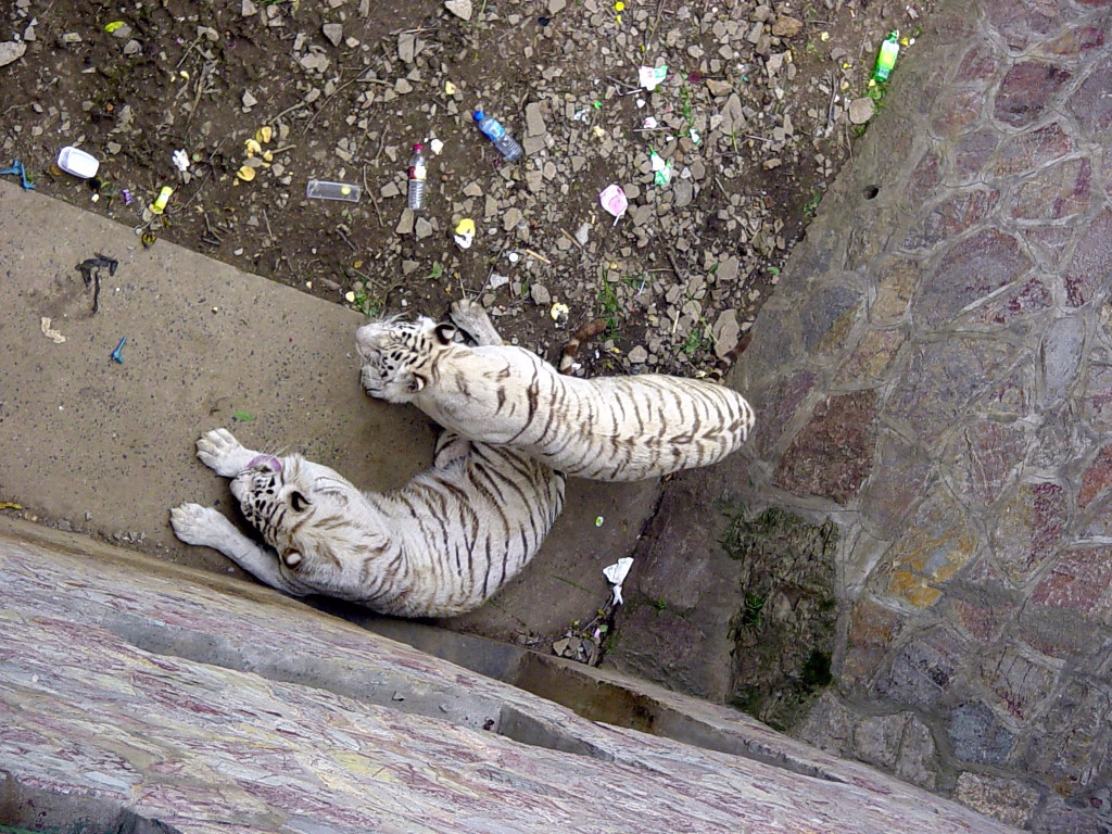 Zoo-005