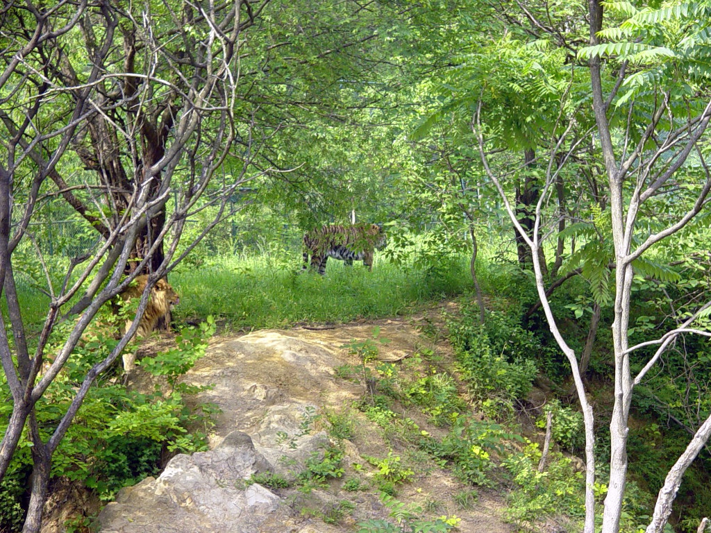 Zoo-006