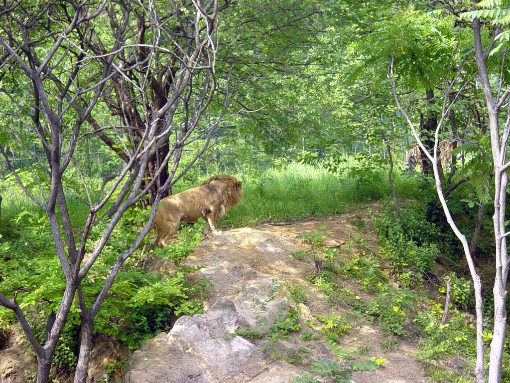 Zoo-007