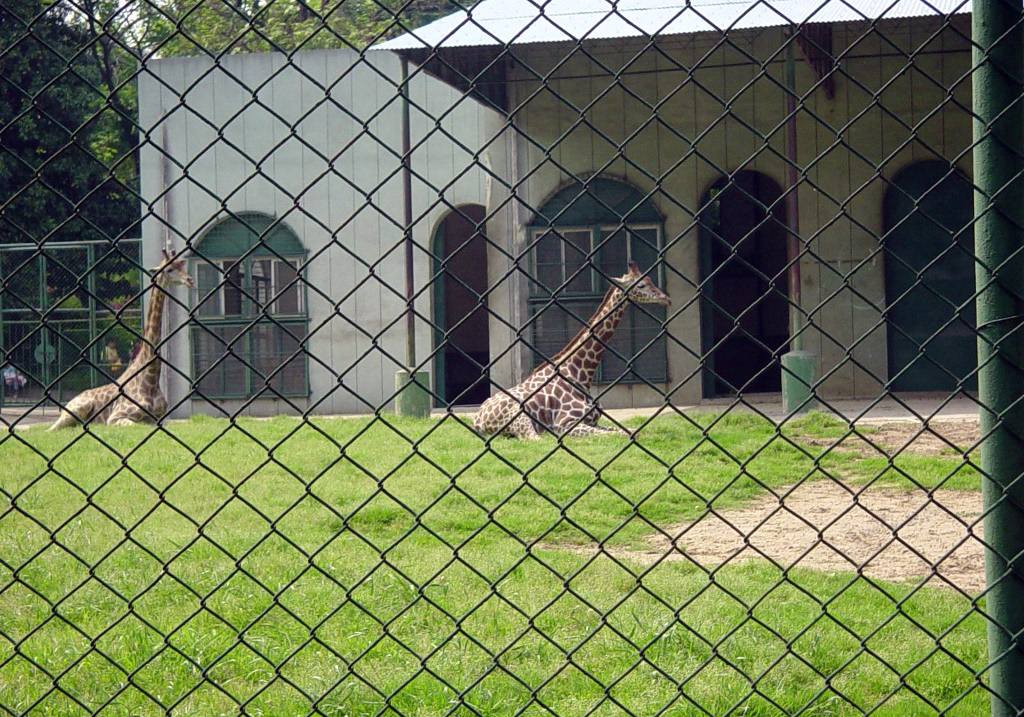 Nanjing Zoo Nanjing Zoo The zoo in Nanjing is better than many in China, but still not an animal friendly place.