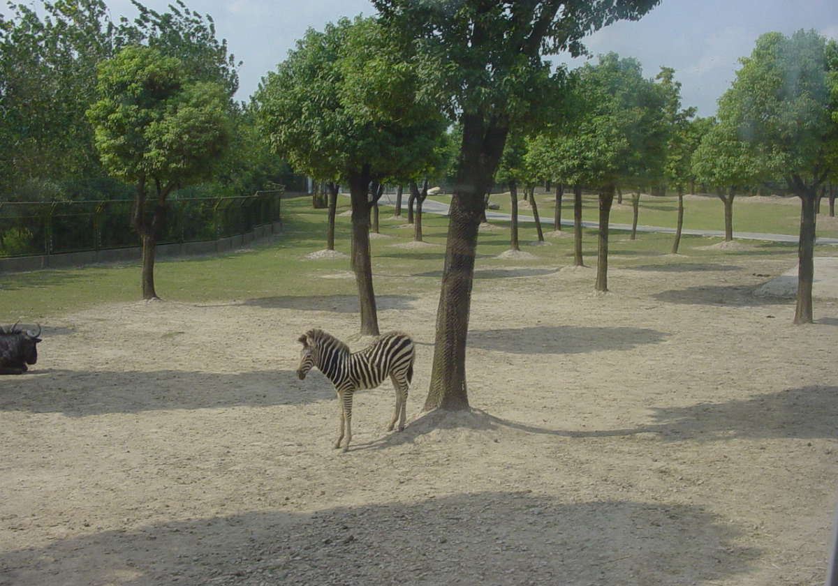 Shanghai Wildlife Park Shanghai Wildlife Park A visit to the Shanghai Wildlife Park was fun. I even got to feed a chicken to the tigers!