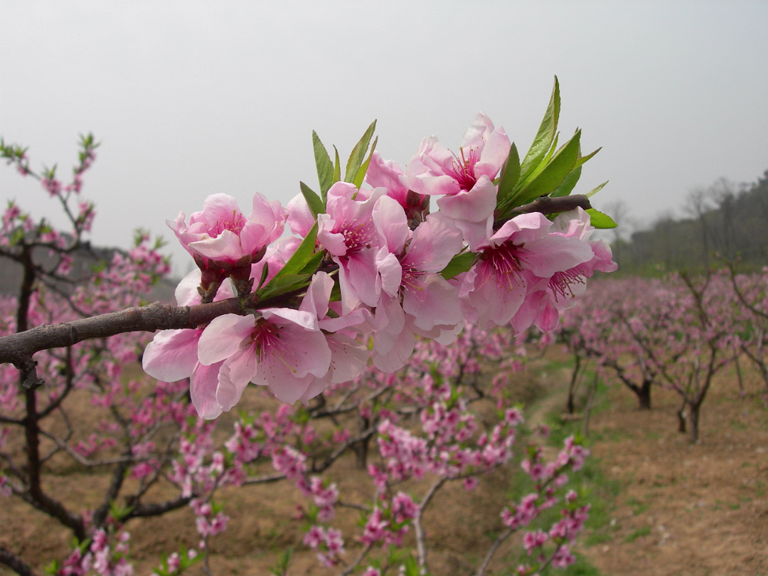 Peach-Festival-01