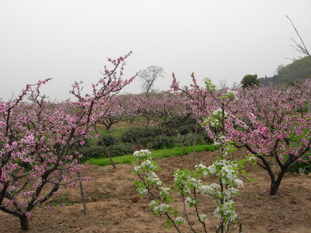Peach-Festival-17