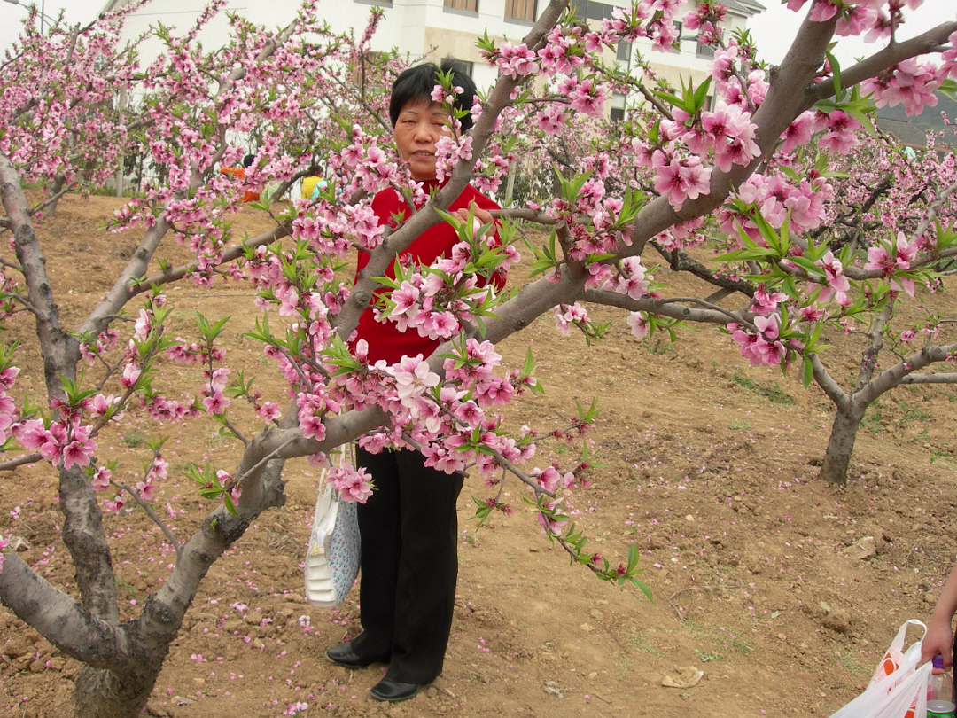 Peach-Festival-21