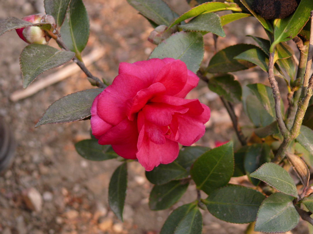 CampusW-22