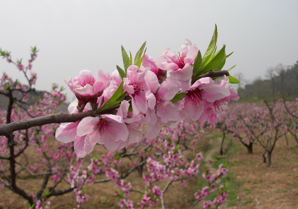 Peach Festival Peach Festival The Wuxi area is famous for peaches. We visited the spring festival.