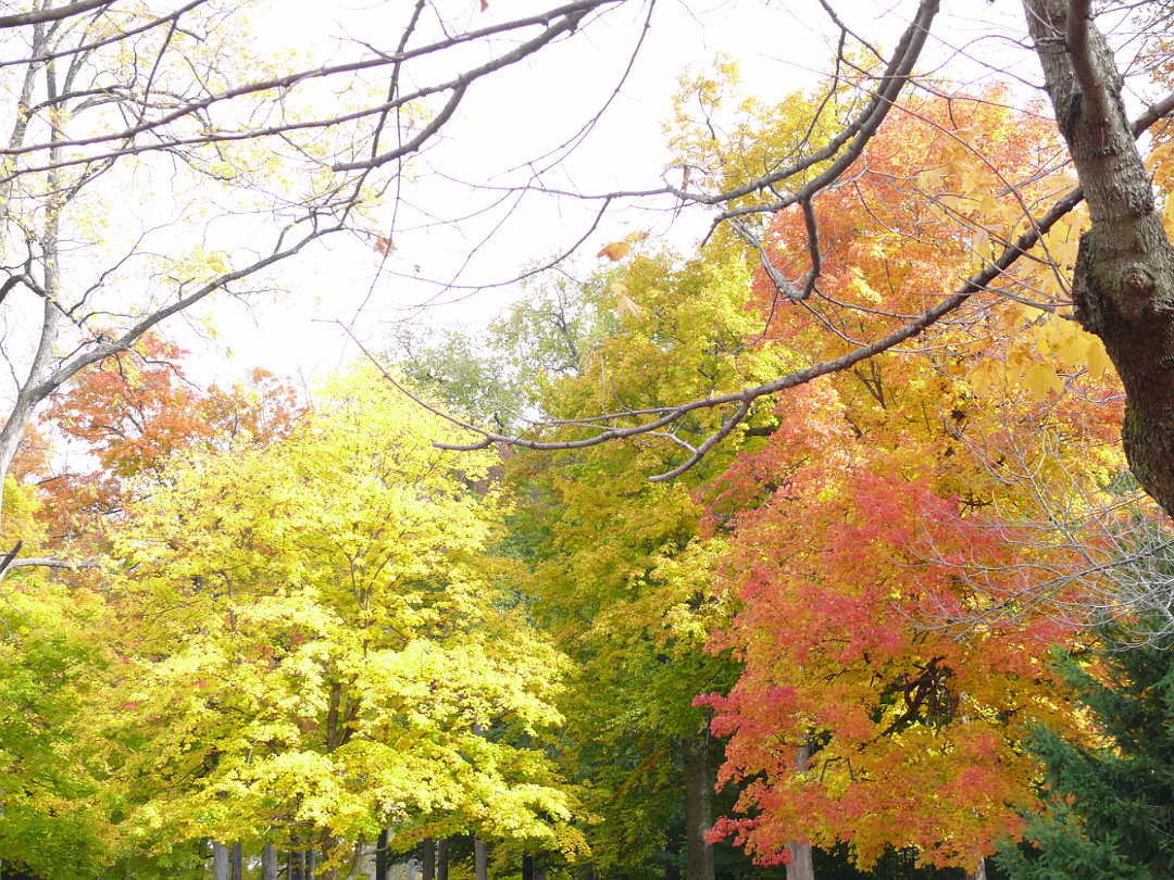 Autumn_2009-005