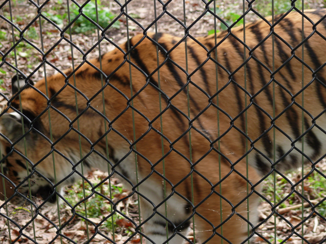 Zoo_Sep_2009-044