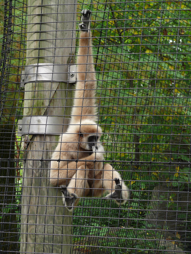 Zoo_Sep_2009-048