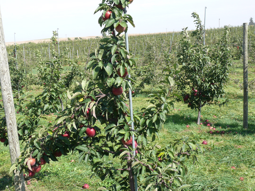 Apple_Orchard_Day-014