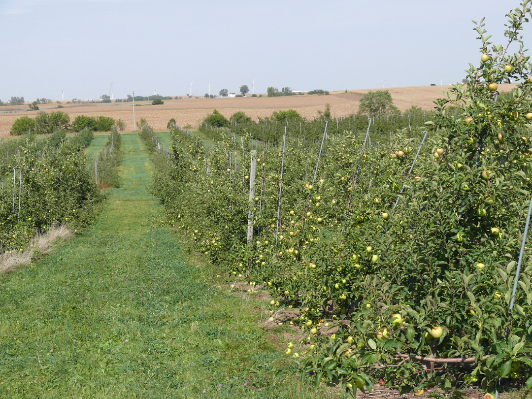 Apple_Orchard_Day-024