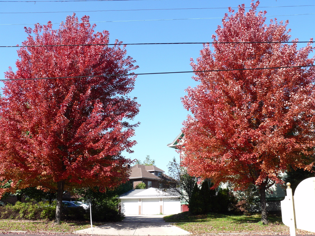 Fall_Color-002
