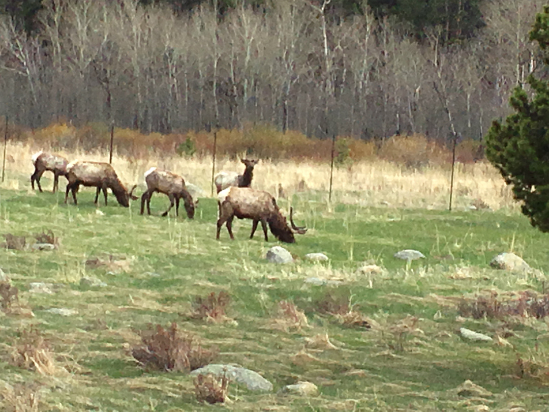 Rocky_Mountain_NP-009