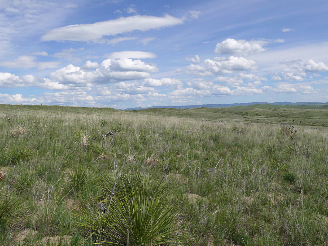 Custer-030