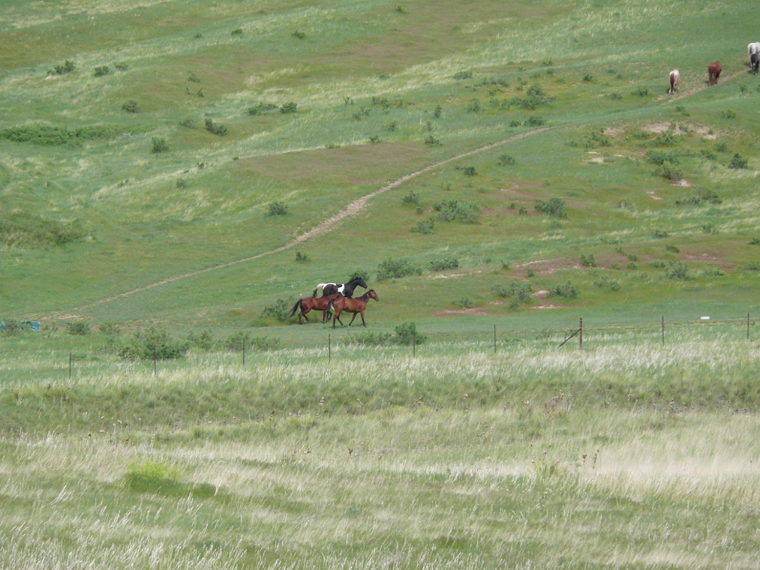 Custer-041