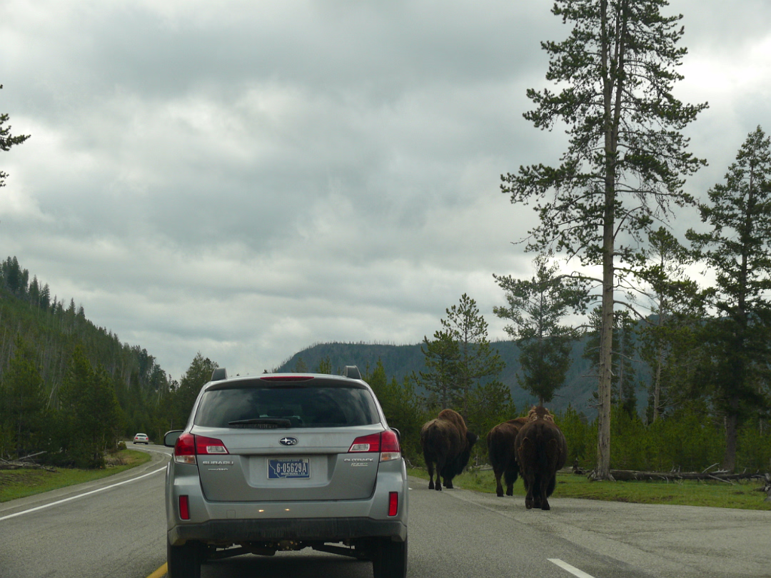 Yellowstone-019