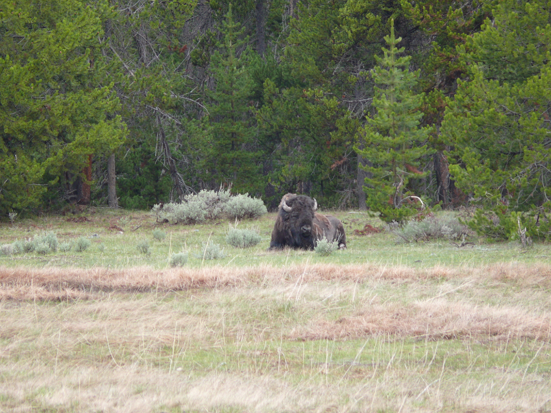 Yellowstone-035