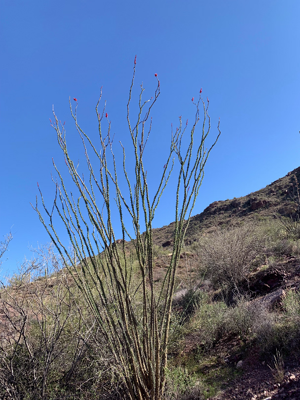 Southwest_2022-010