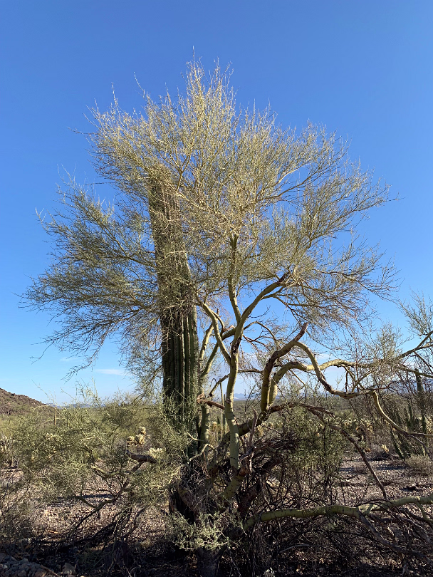 Southwest_2022-018